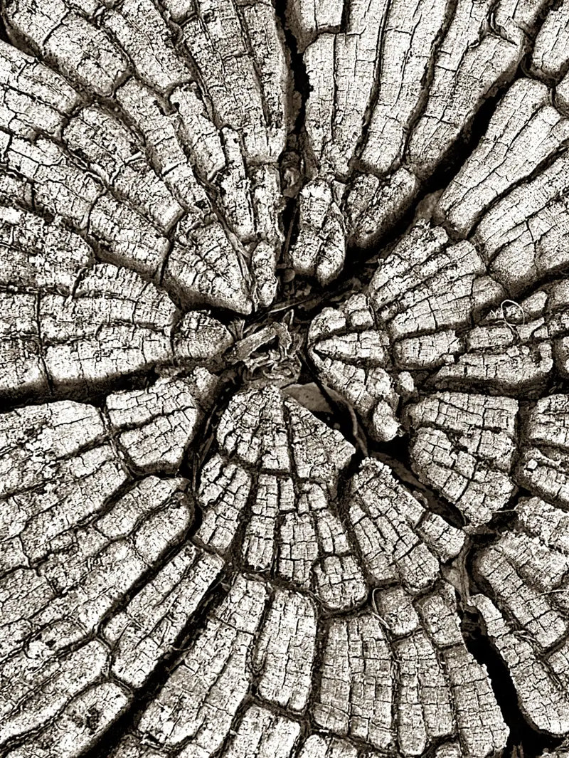 Tree Stump Wall Art
