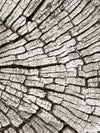 Tree Stump Wall Art