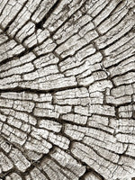 Tree Stump Wall Art