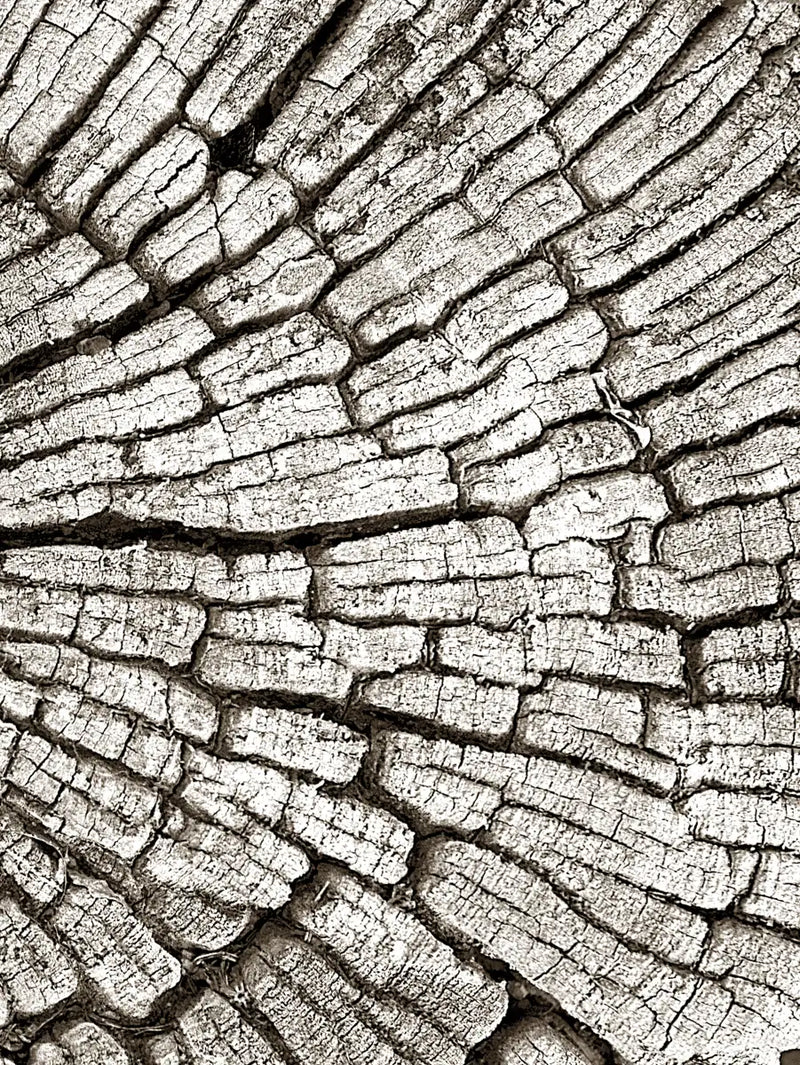 Tree Stump Wall Art