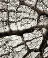 Tree Stump Wall Art