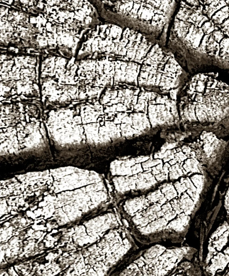 Tree Stump Wall Art