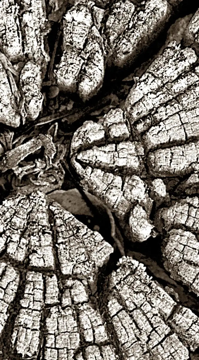 Tree Stump Wall Art