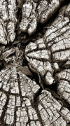 Tree Stump Wall Art