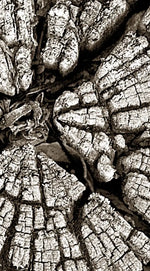 Tree Stump Wall Art