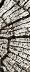 Tree Stump Wall Art
