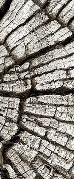Tree Stump Wall Art