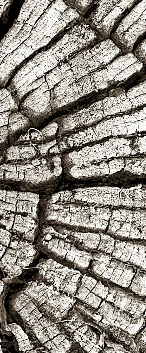 Tree Stump Wall Art