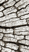 Tree Stump Wall Art