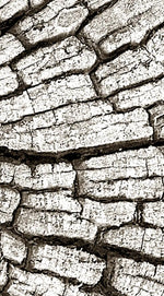 Tree Stump Wall Art