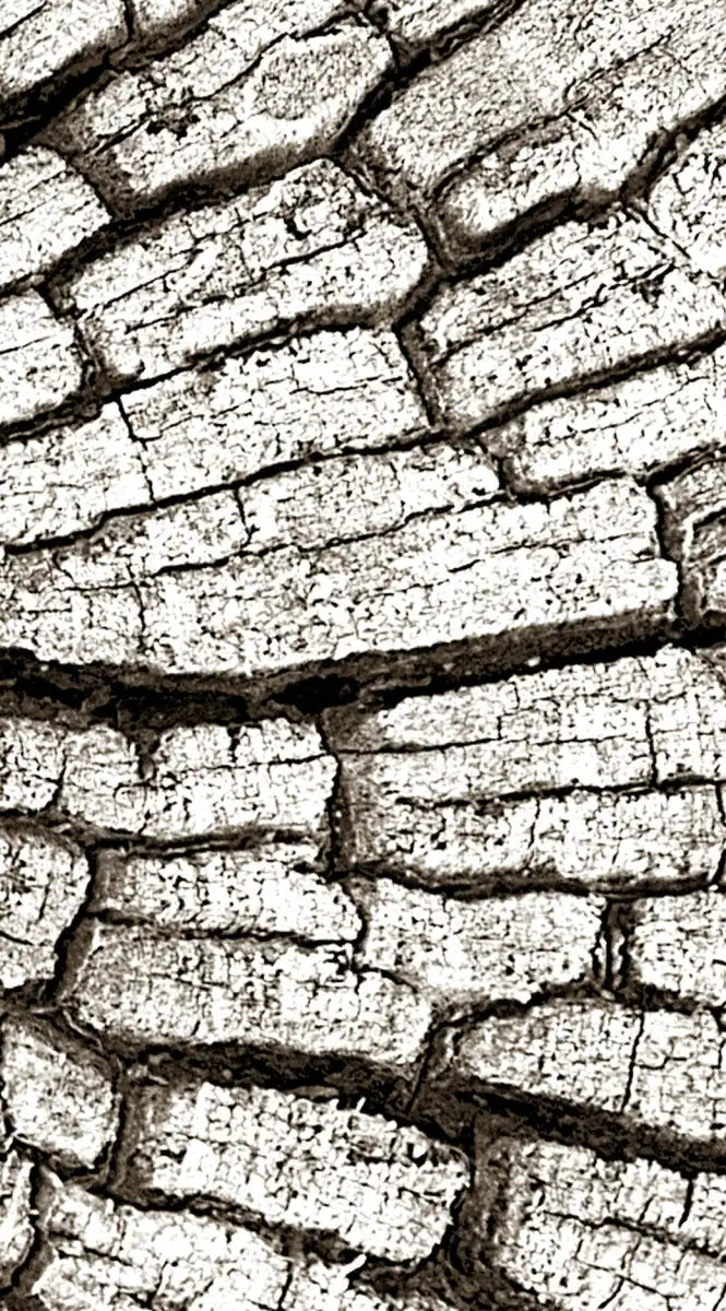 Tree Stump Wall Art