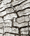 Tree Stump Wall Art