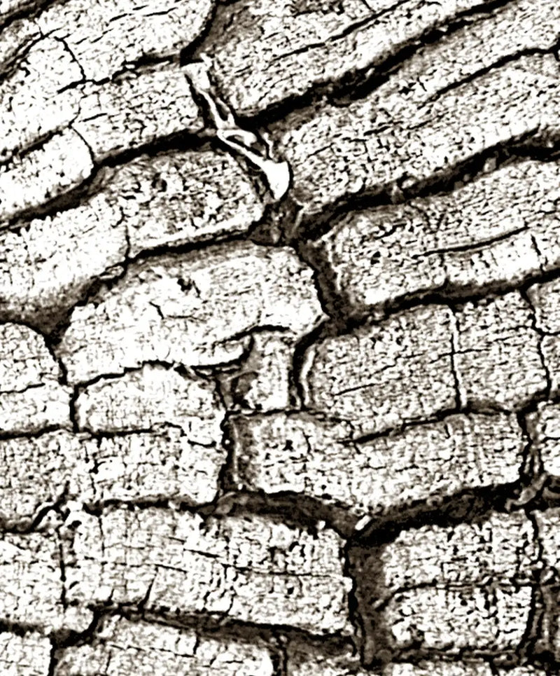 Tree Stump Wall Art