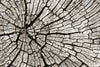 Tree Stump Wall Art