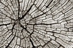 Tree Stump Wall Art