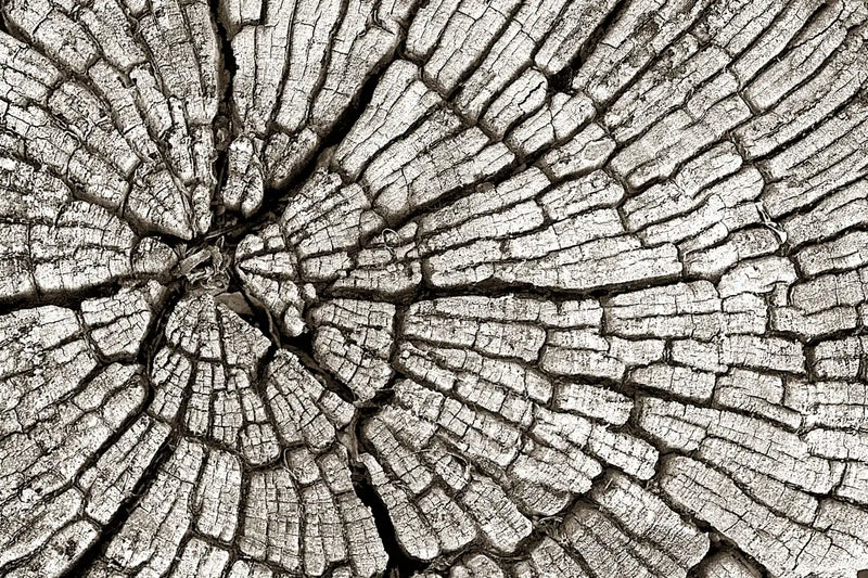 Tree Stump Wall Art
