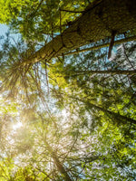 Tree Top Wall Art