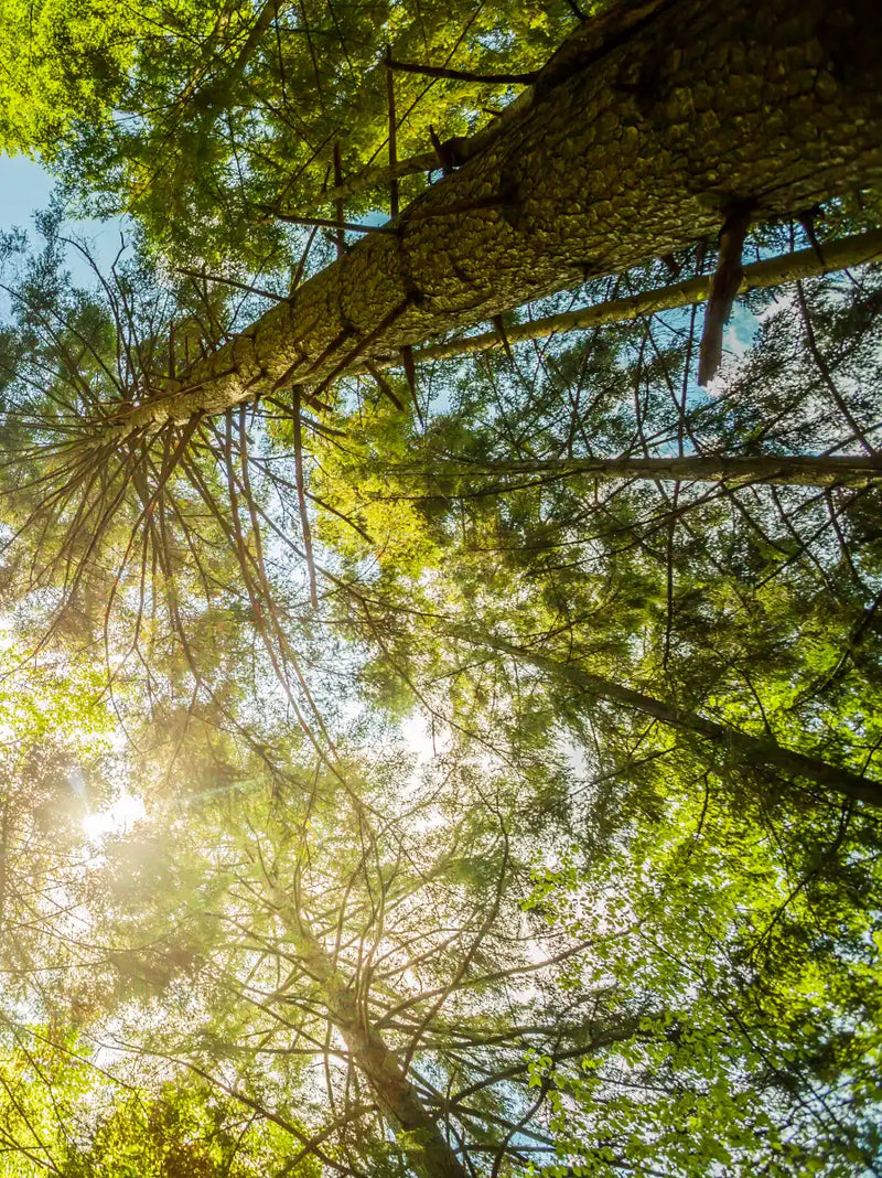 Tree Top Wall Art