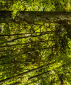 Tree Top Wall Art