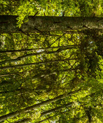 Tree Top Wall Art