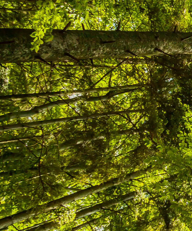 Tree Top Wall Art