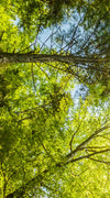 Tree Top Wall Art