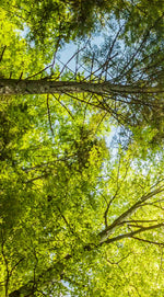 Tree Top Wall Art