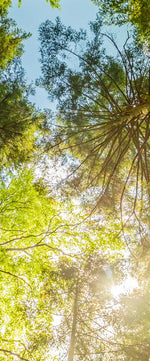 Tree Top Wall Art