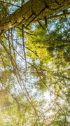 Tree Top Wall Art