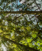 Tree Top Wall Art