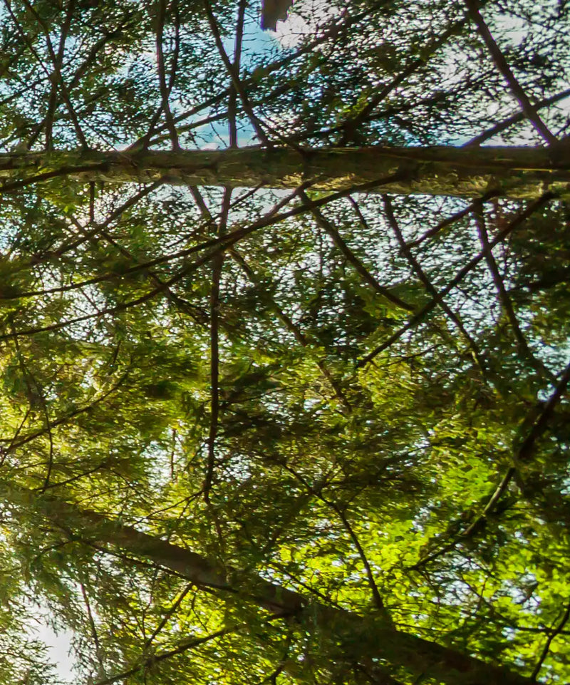 Tree Top Wall Art