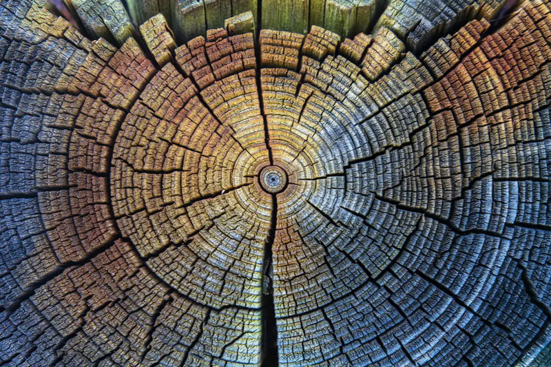 Tree Trunk Pattern Wall Art