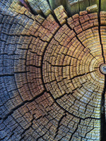 Tree Trunk Pattern Wall Art