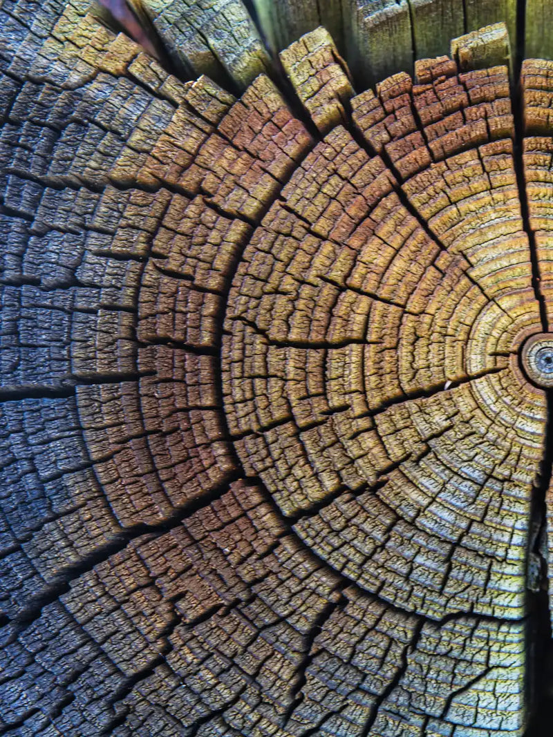 Tree Trunk Pattern Wall Art