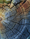 Tree Trunk Pattern Wall Art