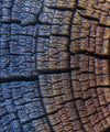 Tree Trunk Pattern Wall Art