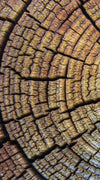 Tree Trunk Pattern Wall Art