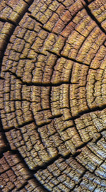 Tree Trunk Pattern Wall Art