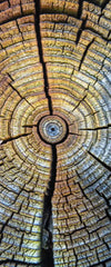 Tree Trunk Pattern Wall Art