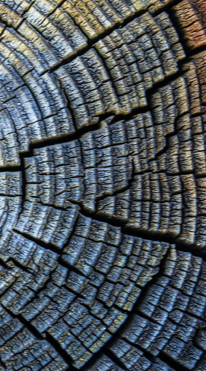 Tree Trunk Pattern Wall Art