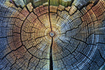 Tree Trunk Pattern Wall Art