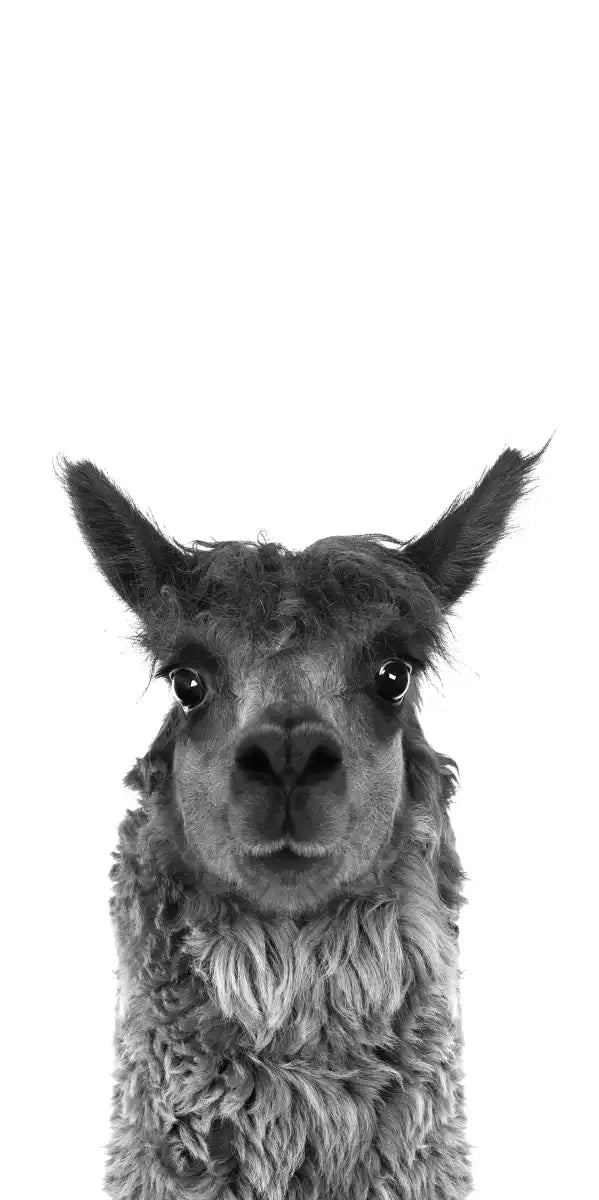 Trio Alpaca Wall Art