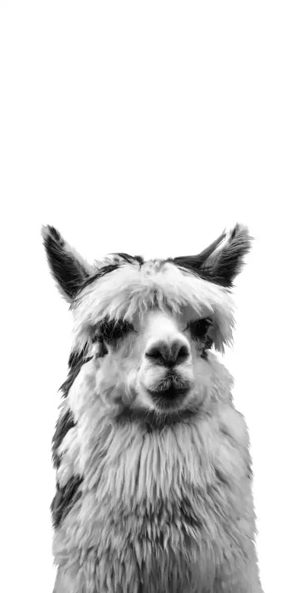 Trio Alpaca Wall Art