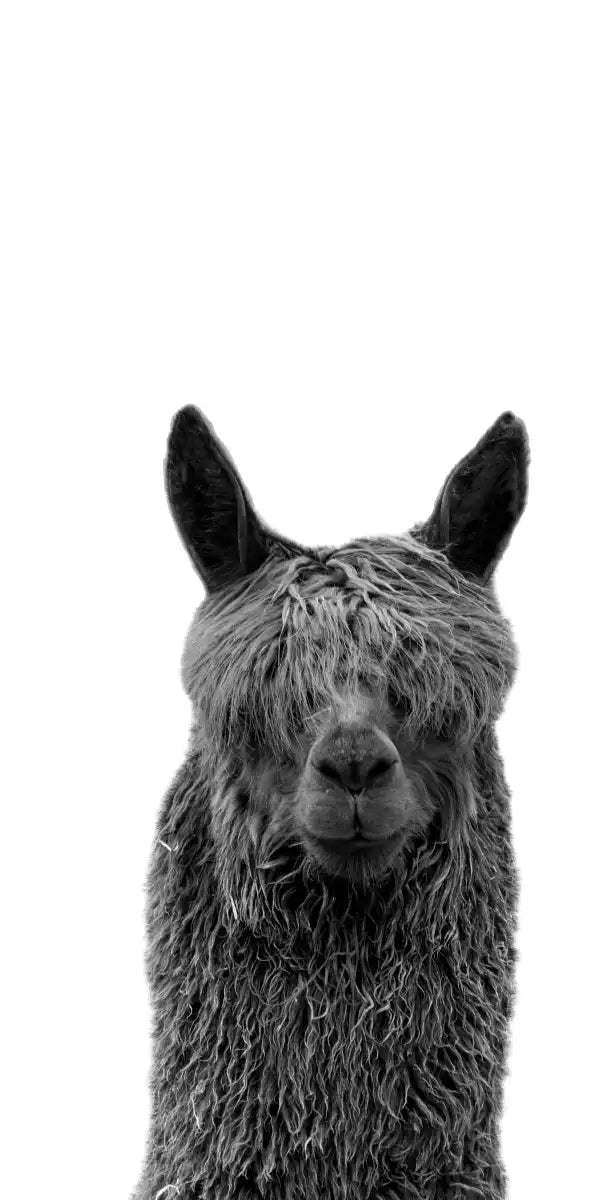 Trio Alpaca Wall Art