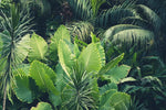 Tropical Jungle Wall Art