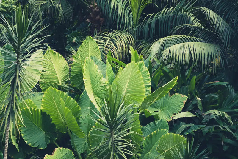 Tropical Jungle Wall Art