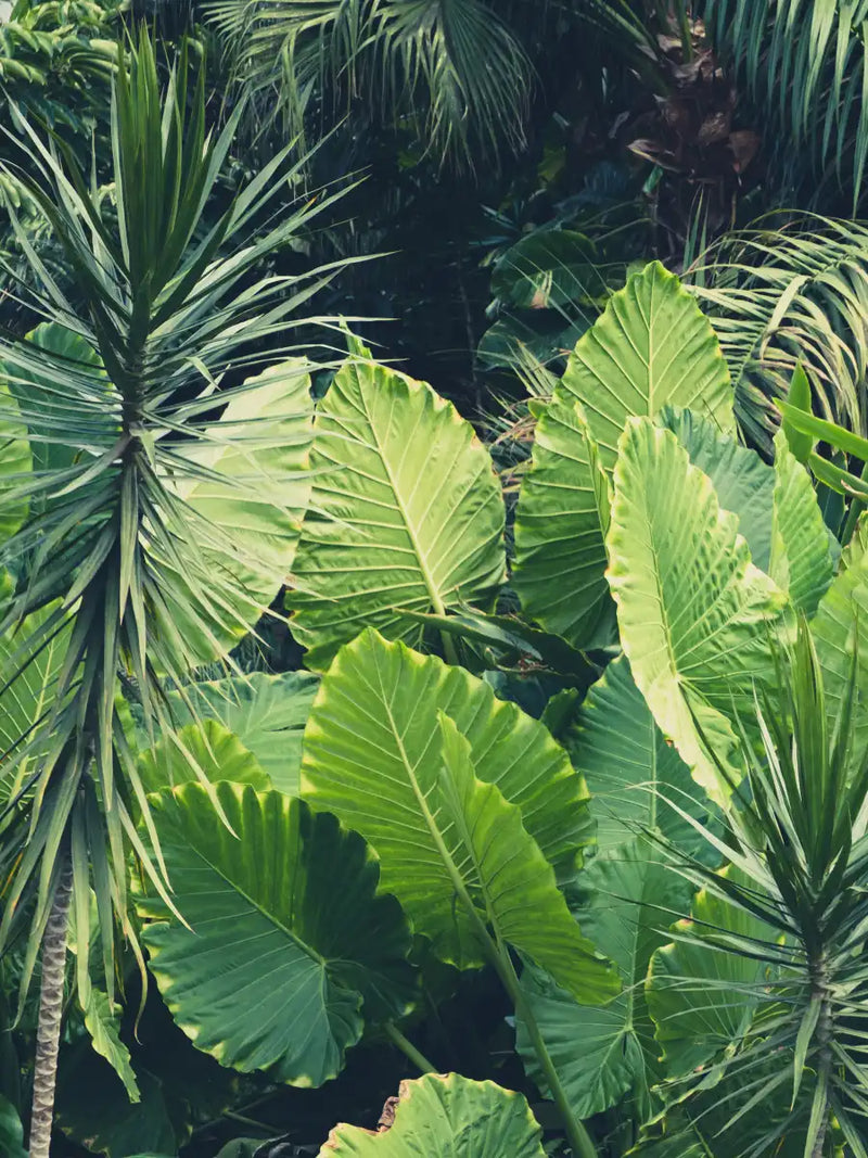 Tropical Jungle Wall Art