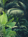 Tropical Jungle Wall Art