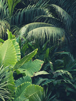 Tropical Jungle Wall Art