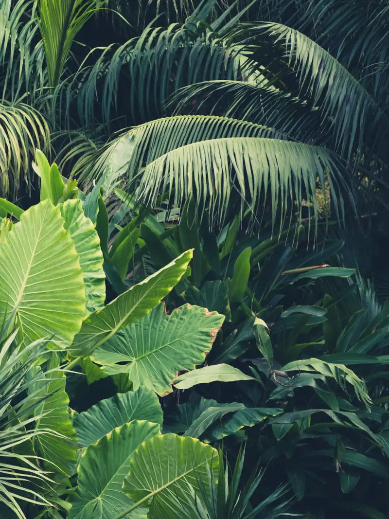 Tropical Jungle Wall Art